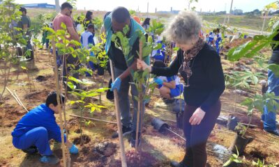 Como Hortol ndia Est Transformando Suas Ruas em Florestas Urbanas O Futuro Verde do Brasil