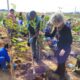 Como Hortol ndia Est Transformando Suas Ruas em Florestas Urbanas O Futuro Verde do Brasil