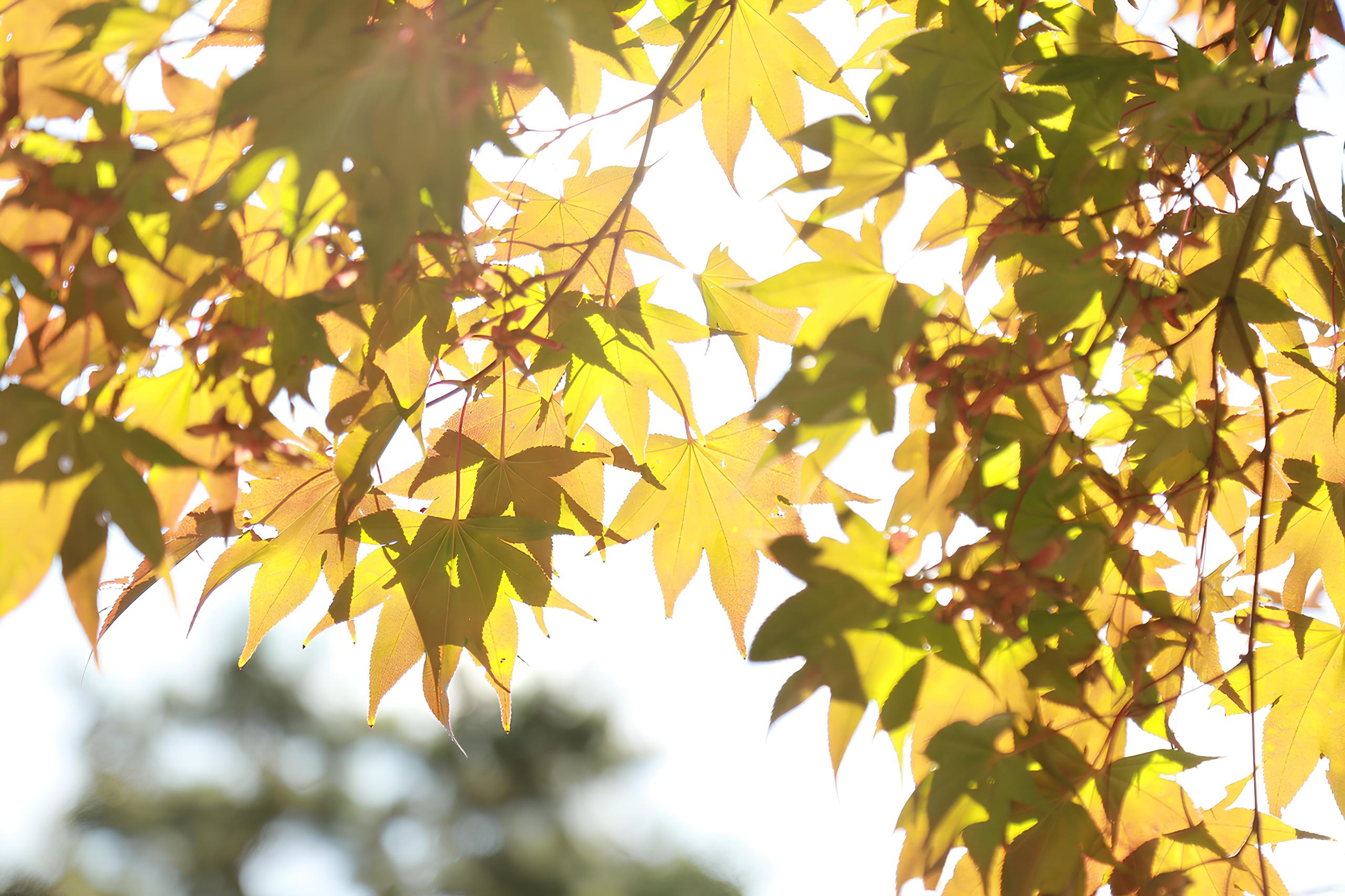 O Dia Perfeito em Hortolândia: Um Domingo de Céu Azul, Temperaturas Agradáveis e Mais do Que Você Imagina 12 O Dia Perfeito em Hortol ndia Um Domingo de C u Azul Temperaturas Agrad veis e Mais do Que Voc Imagina