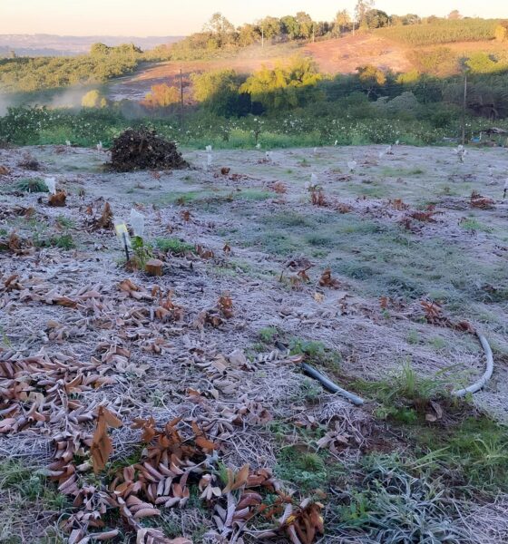 O Dia em que Campinas Congelou Como o Frio Recorde de 2025 Transformou a Regi o