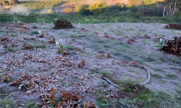 O Dia em que Campinas Congelou Como o Frio Recorde de 2025 Transformou a Regi o