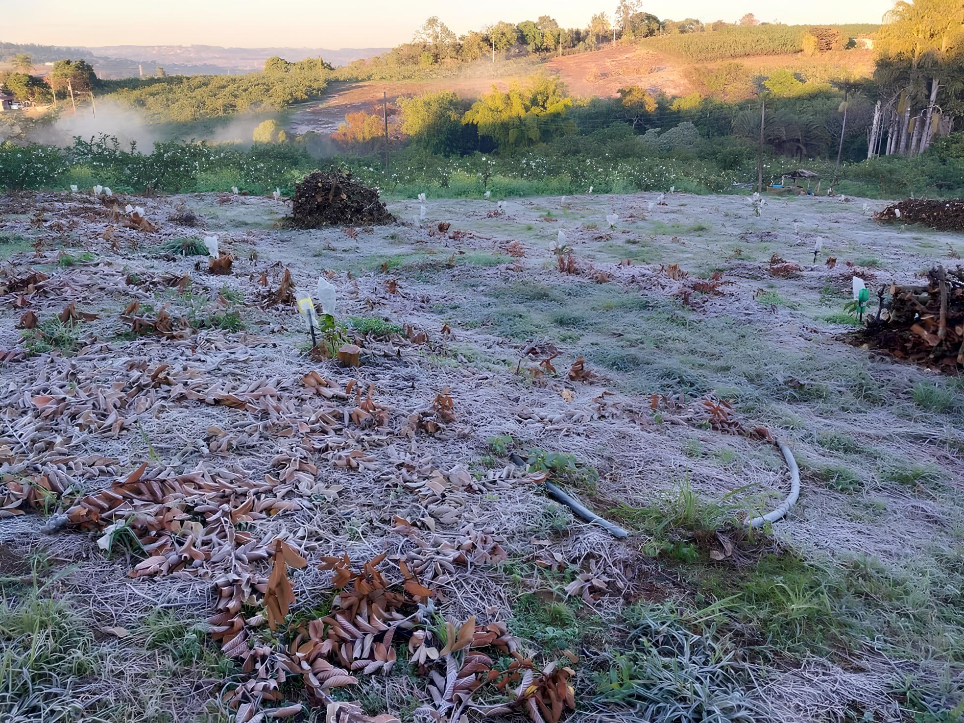 O Dia em que Campinas Congelou: Como o Frio Recorde de 2025 Transformou a Região 12 O Dia em que Campinas Congelou Como o Frio Recorde de 2025 Transformou a Regi o