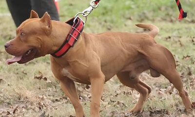 Quando a F ria de Um Pitbull Transforma um Condom nio em um Campo de Batalha O Caso das Tr s Crian as Atacadas em Hortol ndia