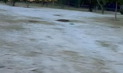 Quando o Frio Invadiu Campinas Como uma Geada Inesperada Transformou a Cidade em um Conto de Fadas Congelado