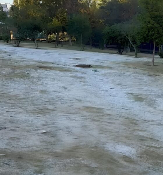Quando o Frio Invadiu Campinas: Como uma Geada Inesperada Transformou a Cidade em um Conto de Fadas Congelado 13 Quando o Frio Invadiu Campinas Como uma Geada Inesperada Transformou a Cidade em um Conto de Fadas Congelado