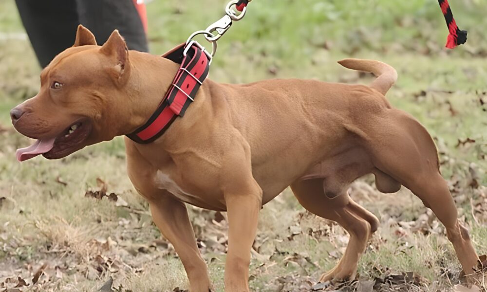 Quando um Pitbull Solto Revela o Abismo Entre Responsabilidade e Neglig ncia A Hist ria de Hortol ndia que Est Movendo Consci ncias
