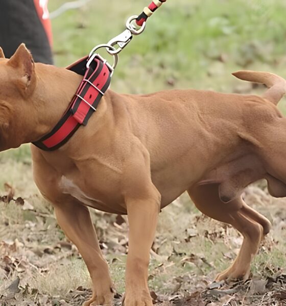 Quando um Pitbull Solto Revela o Abismo Entre Responsabilidade e Neglig ncia A Hist ria de Hortol ndia que Est Movendo Consci ncias