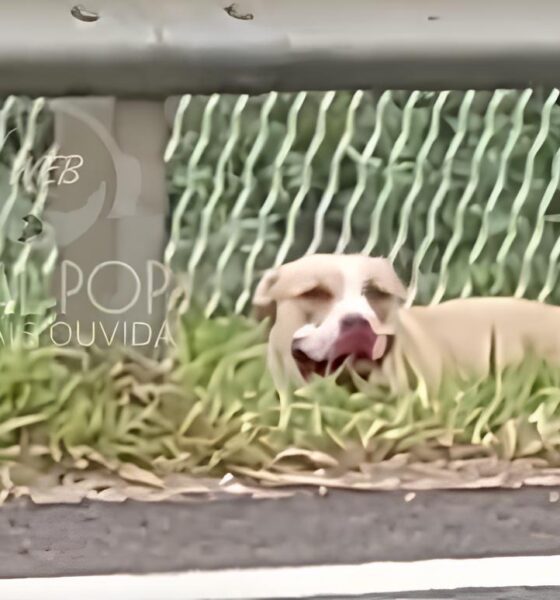 Tr s Crian as Atacadas por Pitbull em Condom nio O Caso que Exige Reflex o Sobre a Guarda de Animais de Grande Porte