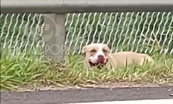 Tr s Crian as Atacadas por Pitbull em Condom nio O Caso que Exige Reflex o Sobre a Guarda de Animais de Grande Porte