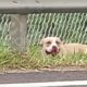 Tr s Crian as Atacadas por Pitbull em Condom nio O Caso que Exige Reflex o Sobre a Guarda de Animais de Grande Porte