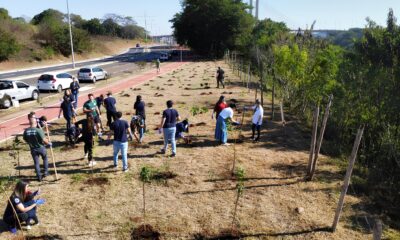 550 Novas rvores em Hortol ndia Como o Verde Est Transformando a Cidade e o Futuro de Seus Moradores