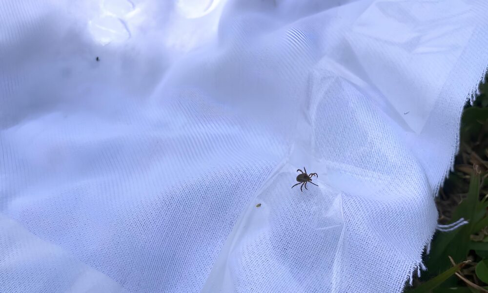 A Sombra Silenciosa da Febre Maculosa Como Itatiba Est na Linha de Frente Contra uma Amea a Fatal