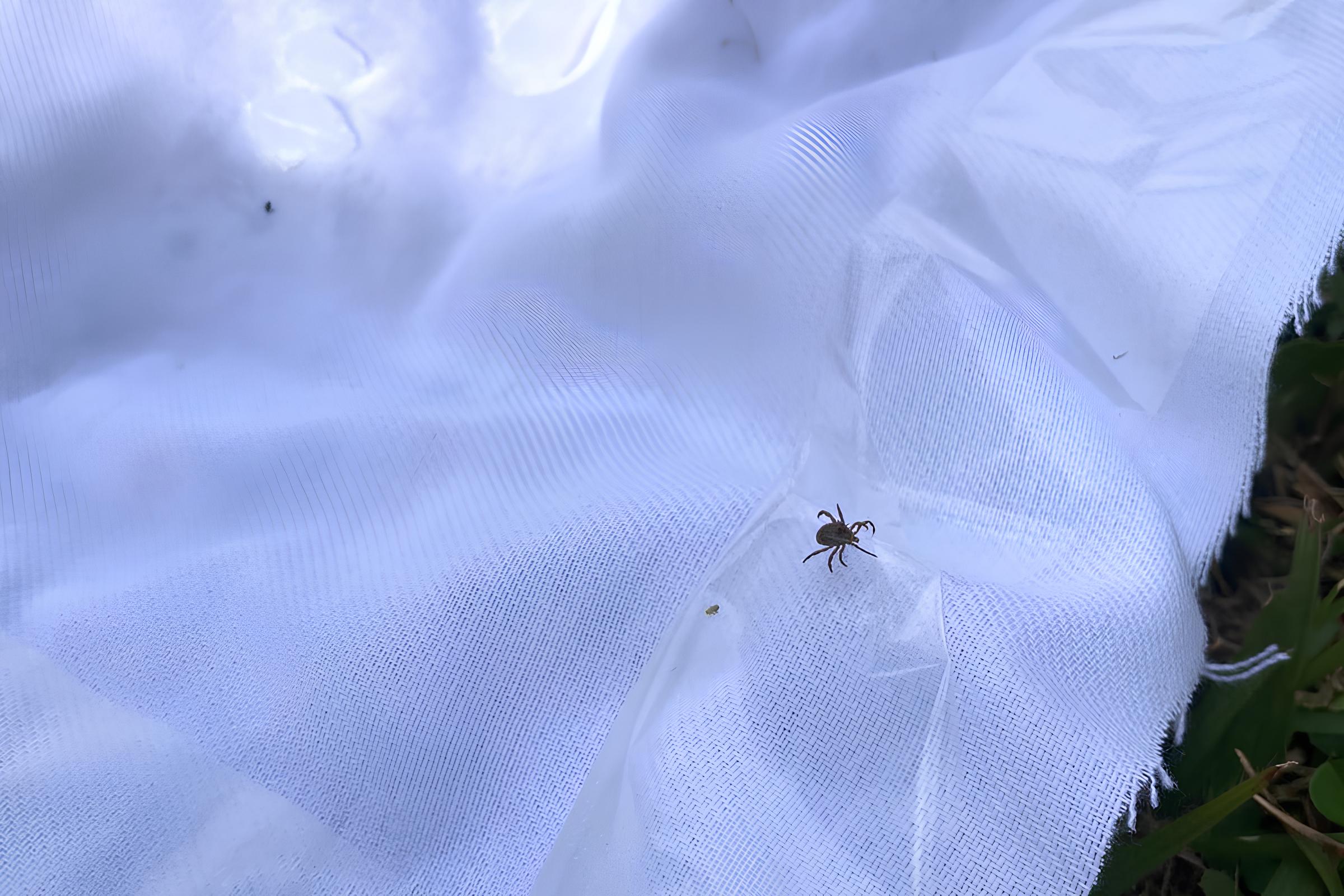 A Sombra Silenciosa da Febre Maculosa Como Itatiba Est na Linha de Frente Contra uma Amea a Fatal