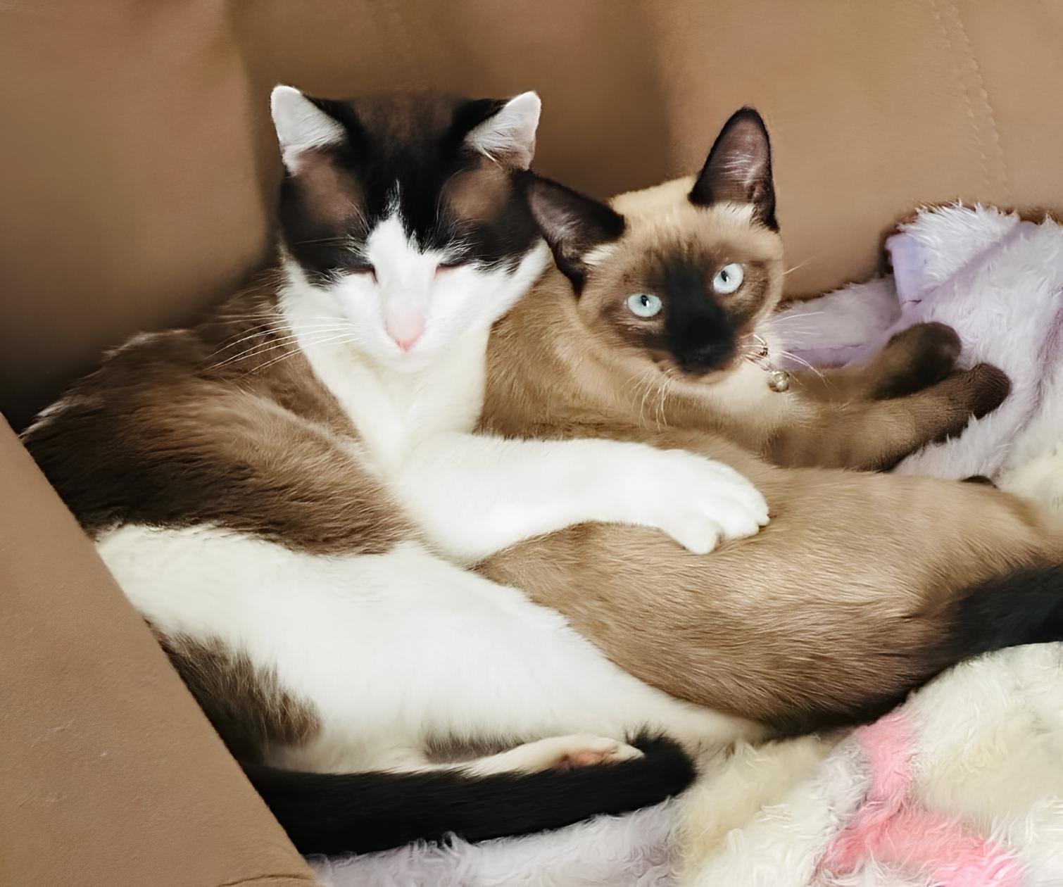 Adoção com Propósito: Como o Campinas Shopping Está Transformando Histórias de Amor e Responsabilidade no Mundo Pet 12 Ado o com Prop sito Como o Campinas Shopping Est Transformando Hist rias de Amor e Responsabilidade no Mundo Pet