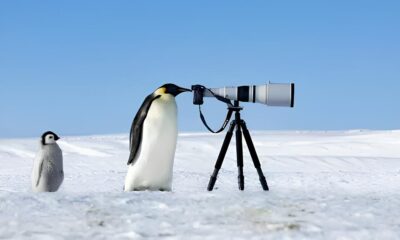 C meras Prontas Natureza Espera Como o Maior Concurso de Fotografia da Vida Selvagem Pode Mudar Sua Perspectiva e Sua Carreira