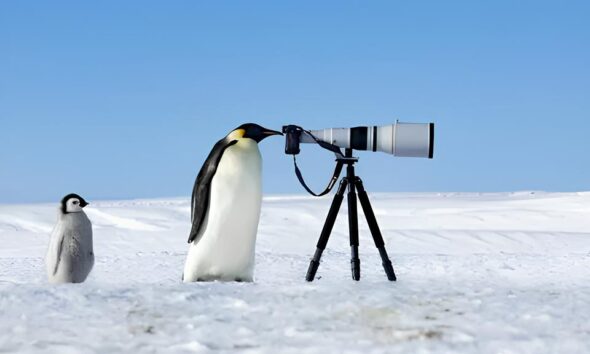 C meras Prontas Natureza Espera Como o Maior Concurso de Fotografia da Vida Selvagem Pode Mudar Sua Perspectiva e Sua Carreira