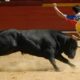 Corrida Desbrava Centauro Como um Evento Esportivo Est Redefinindo o Tr nsito e a Comunidade em Campinas