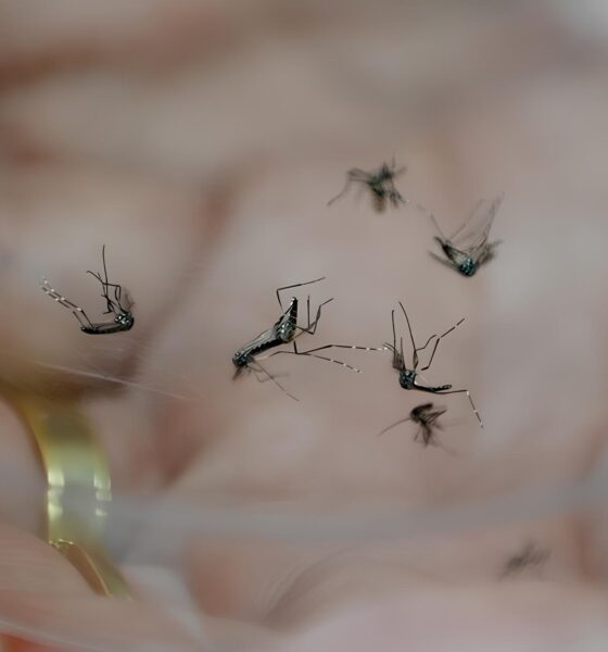 Dengue em Campinas A Guerra Silenciosa Contra o Aedes Aegypti e Suas 17 Mortes em 2025