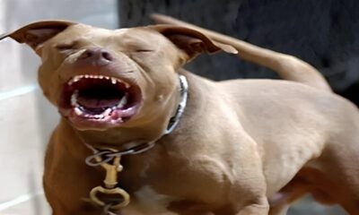O Dia em que a Tranquilidade de Hortol ndia Foi Abalada O Caso do Pitbull e a Menina de 2 Anos