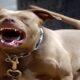 O Dia em que a Tranquilidade de Hortol ndia Foi Abalada O Caso do Pitbull e a Menina de 2 Anos