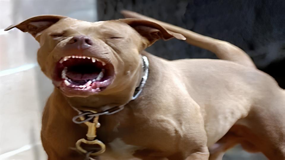 O Dia em que a Tranquilidade de Hortol ndia Foi Abalada O Caso do Pitbull e a Menina de 2 Anos