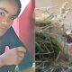 O Mist rio de Nicolly Uma Adolescente Desaparecida um C o Farejador e o Corpo Encontrado em Hortol ndia