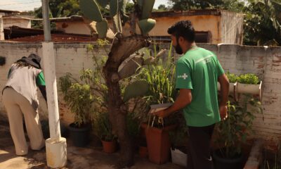 O Mosquito Que Pode Entrar em Sua Casa Por Que Permitir que Agentes de Hortol ndia Fa am a Diferen a