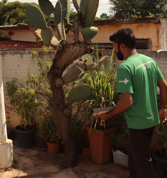 O Mosquito Que Pode Entrar em Sua Casa Por Que Permitir que Agentes de Hortol ndia Fa am a Diferen a