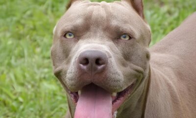 Quando o Amor Vira Trag dia O Caso do Pitbull em Hortol ndia que Chocou S o Paulo