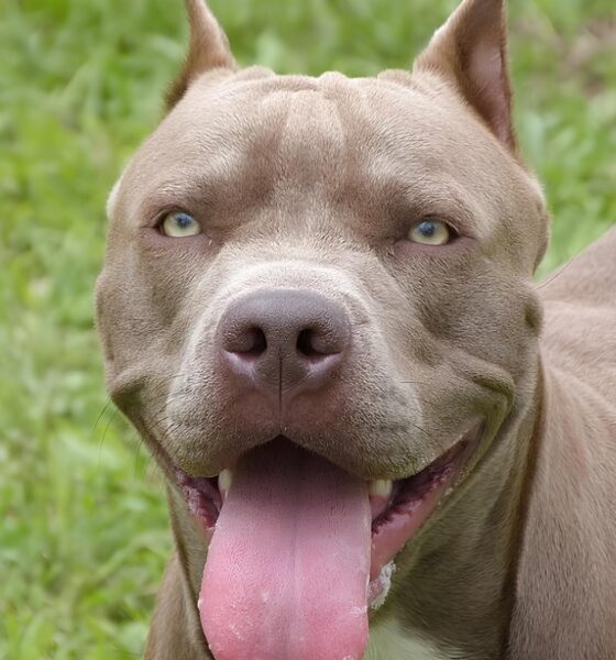 Quando o Amor Vira Tragédia: O Caso do Pitbull em Hortolândia que Chocou São Paulo 13 Quando o Amor Vira Trag dia O Caso do Pitbull em Hortol ndia que Chocou S o Paulo