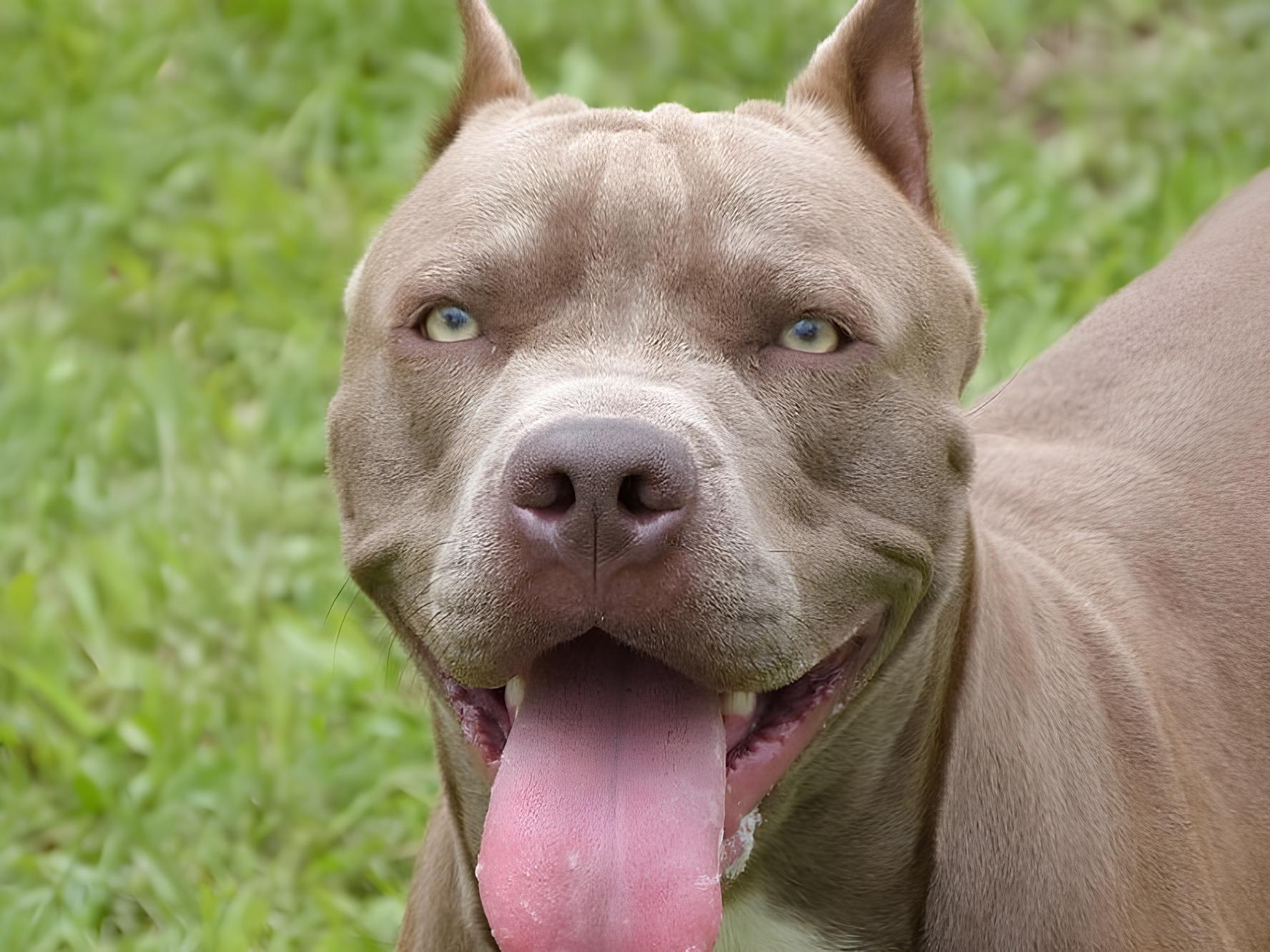 Quando o Amor Vira Tragédia: O Caso do Pitbull em Hortolândia que Chocou São Paulo 12 Quando o Amor Vira Trag dia O Caso do Pitbull em Hortol ndia que Chocou S o Paulo