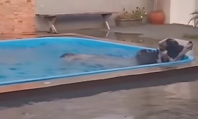 Quando o Inesperado Vira Realidade Um Boi Uma Piscina e um Momento Viral Que Conquistou a Internet