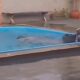 Quando o Inesperado Vira Realidade Um Boi Uma Piscina e um Momento Viral Que Conquistou a Internet