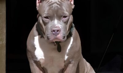 Quando um Amigo Virou Inimigo A Tr gica Hist ria do Pitbull de Hortol ndia e Outras Not cias que Est o Marcando o Brasil em 2025