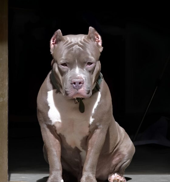 Quando um Amigo Virou Inimigo A Tr gica Hist ria do Pitbull de Hortol ndia e Outras Not cias que Est o Marcando o Brasil em 2025