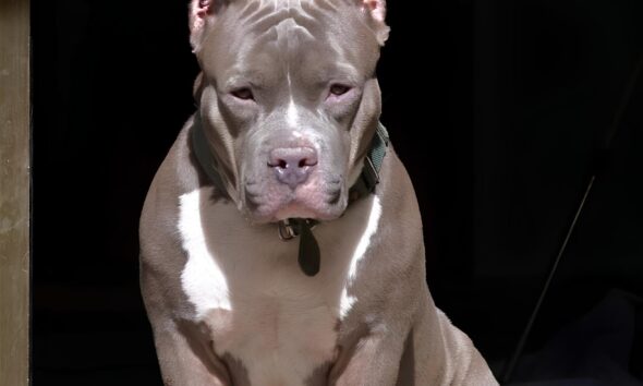 Quando um Amigo Virou Inimigo A Tr gica Hist ria do Pitbull de Hortol ndia e Outras Not cias que Est o Marcando o Brasil em 2025