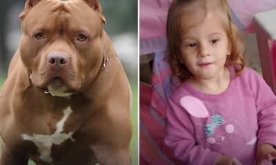 Trag dia Silenciosa O Caso da Crian a de 2 Anos e o Ataque do Pitbull em Hortol ndia