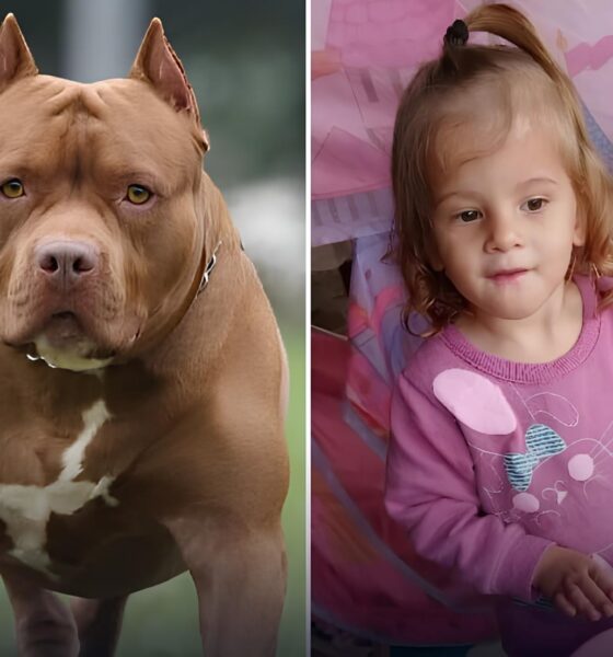 Tragédia Silenciosa: O Caso da Criança de 2 Anos e o Ataque do Pitbull em Hortolândia 9 Trag dia Silenciosa O Caso da Crian a de 2 Anos e o Ataque do Pitbull em Hortol ndia