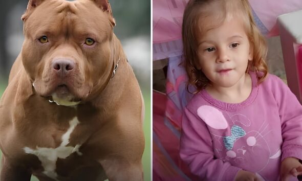 Trag dia Silenciosa O Caso da Crian a de 2 Anos e o Ataque do Pitbull em Hortol ndia