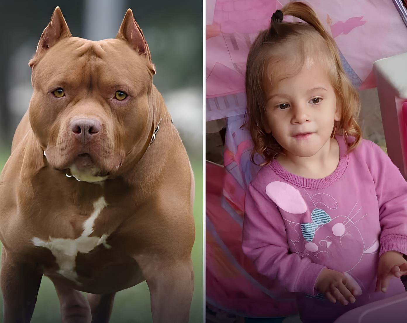 Tragédia Silenciosa: O Caso da Criança de 2 Anos e o Ataque do Pitbull em Hortolândia 8 Trag dia Silenciosa O Caso da Crian a de 2 Anos e o Ataque do Pitbull em Hortol ndia