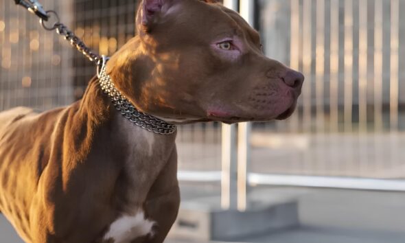 Trag dia Silenciosa O Caso da Menina de 2 Anos e o Ataque do Pit Bull que Chocou Hortol ndia