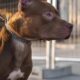 Trag dia Silenciosa O Caso da Menina de 2 Anos e o Ataque do Pit Bull que Chocou Hortol ndia