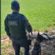 Trag dia em Hortol ndia O Caso que Abalou o Pa s e Levantou Quest es sobre Seguran a e Justi a