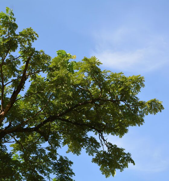 Um Dia em Hortol ndia Como o Sol e as Nuvens Moldam a Rotina de uma Cidade em Transforma o
