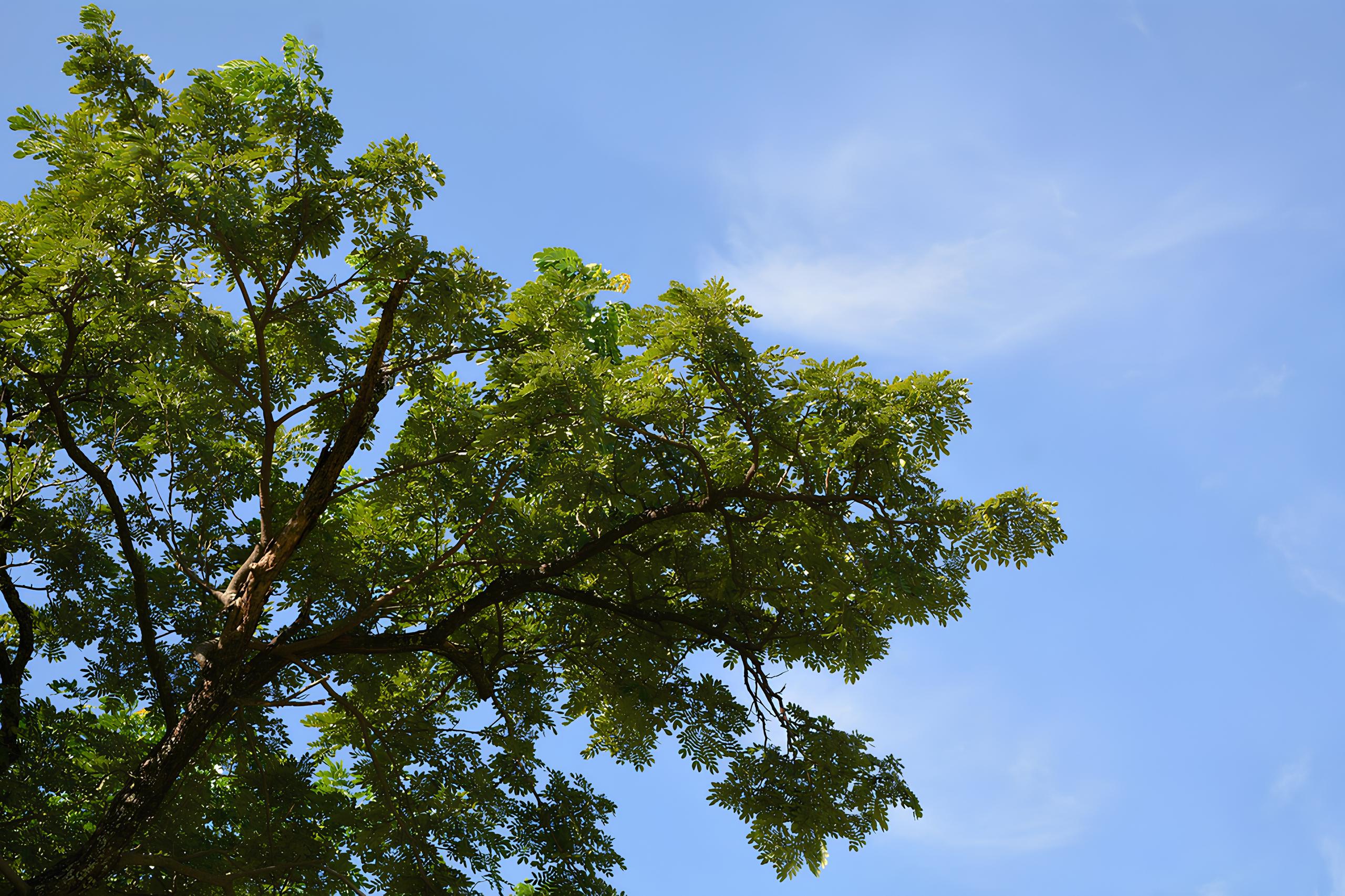 Um Dia em Hortolândia: Como o Sol e as Nuvens Moldam a Rotina de uma Cidade em Transformação 12 Um Dia em Hortol ndia Como o Sol e as Nuvens Moldam a Rotina de uma Cidade em Transforma o