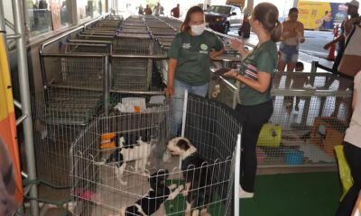 Ado o Respons vel Como um Cachorro ou Gato Pode Transformar Sua Vida para Sempre