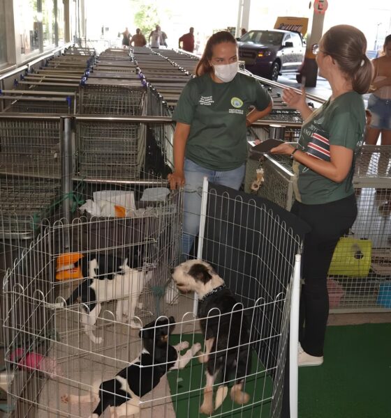 Adoção Responsável: Como um Cachorro ou Gato Pode Transformar Sua Vida para Sempre 9 Ado o Respons vel Como um Cachorro ou Gato Pode Transformar Sua Vida para Sempre