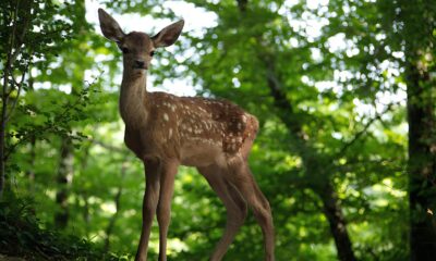 Bambi Uma Nova Vers o Realista Chega aos Cinemas Brasileiros Por Que Este Filme Diferente de Tudo Que Voc J Viu