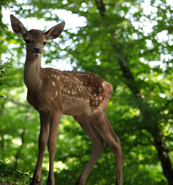 Bambi: Uma Nova Versão Realista Chega aos Cinemas Brasileiros – Por Que Este Filme É Diferente de Tudo Que Você Já Viu? 9 Bambi Uma Nova Vers o Realista Chega aos Cinemas Brasileiros Por Que Este Filme Diferente de Tudo Que Voc J Viu