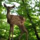 Bambi Uma Nova Vers o Realista Chega aos Cinemas Brasileiros Por Que Este Filme Diferente de Tudo Que Voc J Viu